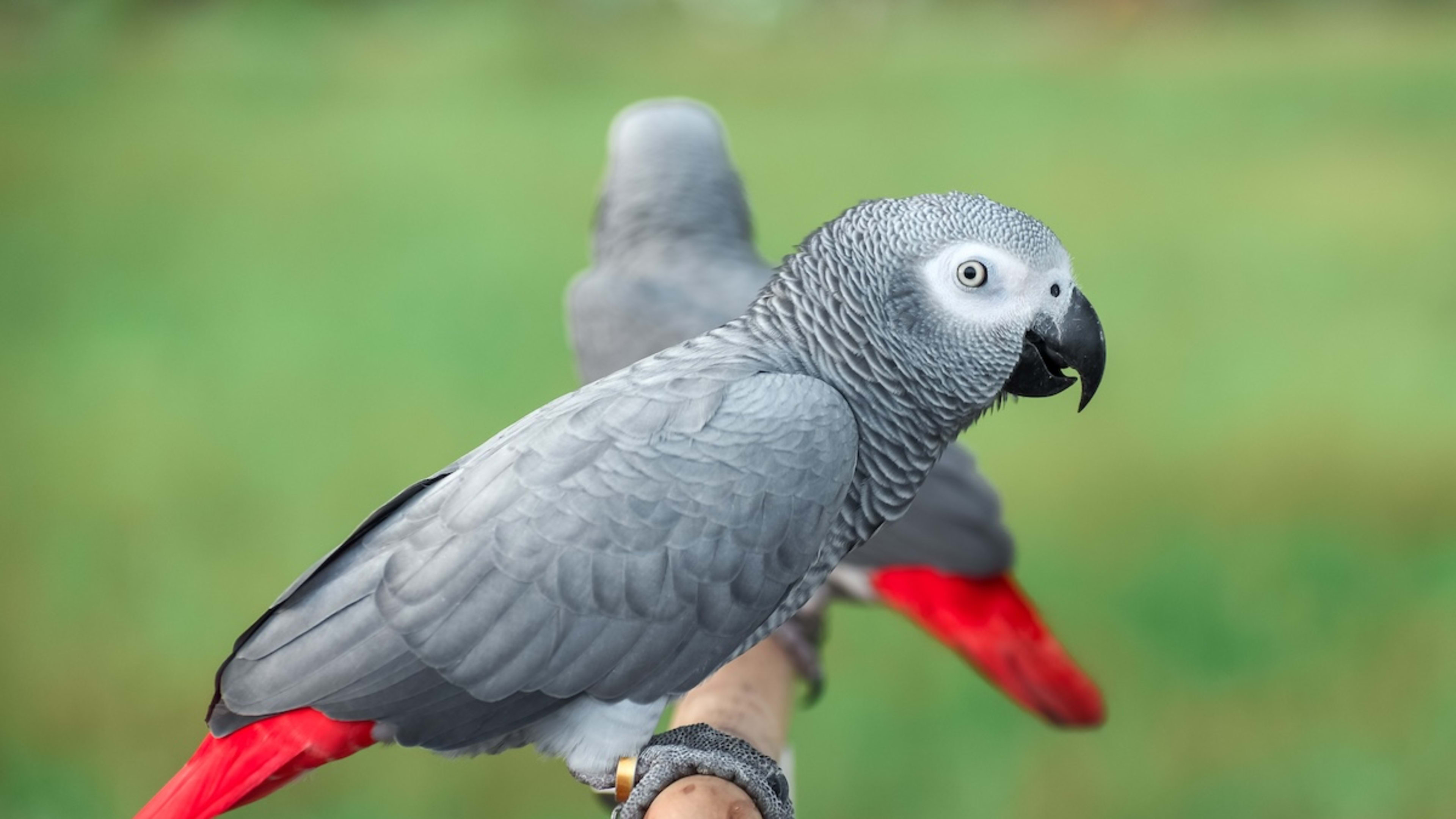 Dad Reveals African Grey Parrot s Alexa History It s a Total Gas